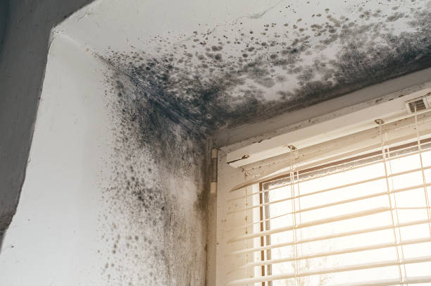 Trusted Black Mold Removal service in Yeagertown, PA - Cheap Mold Removal